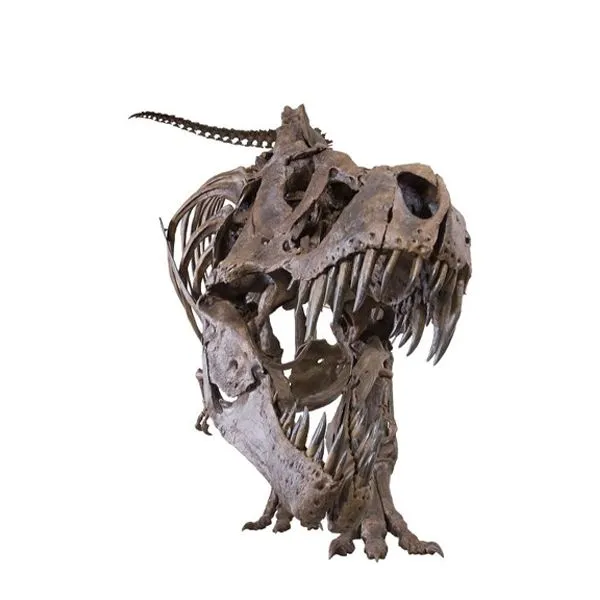 Dinosaur Head Skeleton